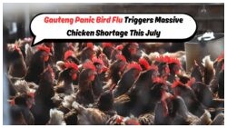Gauteng Poultry Crisis: H5N1 Bird Flu Surge in July Shuts Farms, Skyrockets Chicken Prices