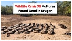 Kruger Park Horror: 90 Endangered Vultures Poisoned in July, Stuns Wildlife Officials
